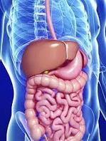 Поддержка ЖКТ