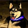 Светодиодный ошейник для собак usb, цвет голубой, размер XS - Оплата Kaspi Pay, фото 5