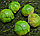 Искусственная брюссельская капуста декоративная муляж  5шт, фото 4