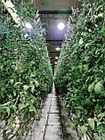 Измерение освещения в теплицах, оранжереях и зимних садах, фото 8