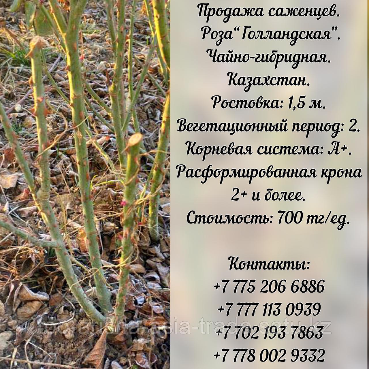 Саженцы роза "Голландская" Казахстан