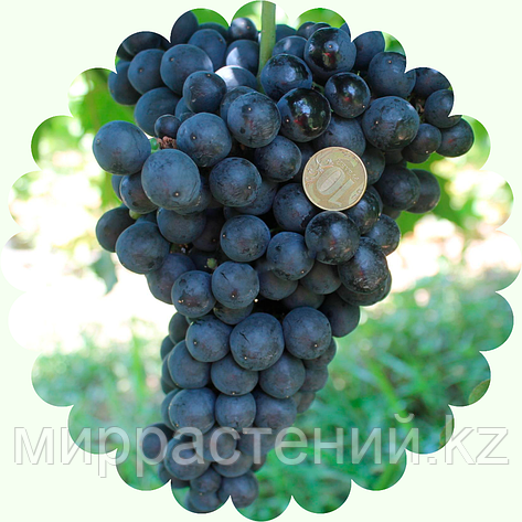 Виноград Черный изумруд (кишмиш), фото 2