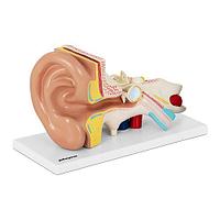 Модель уха