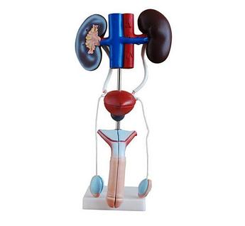 Жалаңаш қыздың көрінісі