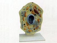 Строение клетки животного