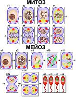 Модель деления клетки: митоз и мейоз
