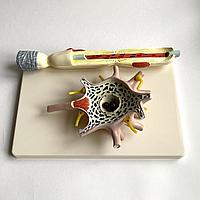 Модель нейрона