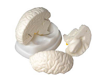 Модель разборная «Строение головного мозга»