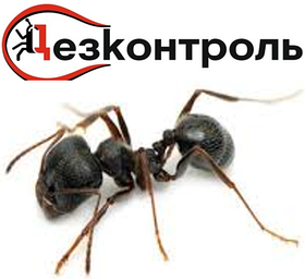 Уничтожение муравьев Алматы-области