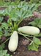 Семена кабачка Белогор F1, фото 2