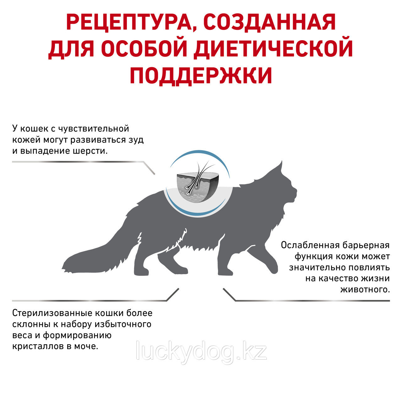 Royal Canin Skin & Coat (1,5кг) корм для стерилизованных кошек с чувствительной кожей - фото 2 - id-p3537964