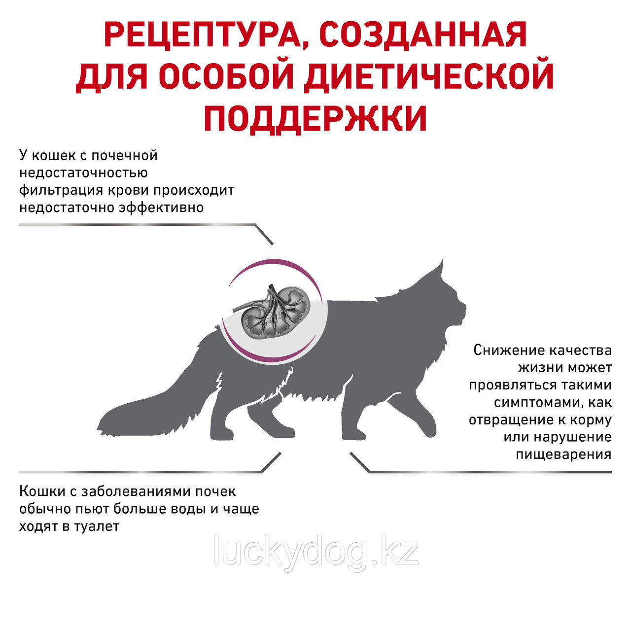 Royal Canin Renal (2кг) Диетический корм для кошек при хронической почечной недостаточности - фото 2 - id-p3538096