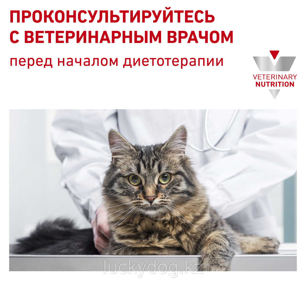 Royal Canin Renal (2кг) Диетический корм для кошек при хронической почечной недостаточности - фото 7 - id-p3538096