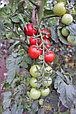 Семена томата Черри Максик F1, фото 2