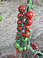 Семена томата Черри Максик F1, фото 3