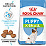 Royal Canin X-Small Puppy 500г, для щенков миниатюрных размеров, Сухой корм, фото 3