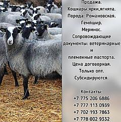 Реализация овец мясо-шерстные, мясо-молочно-шерстные направлений