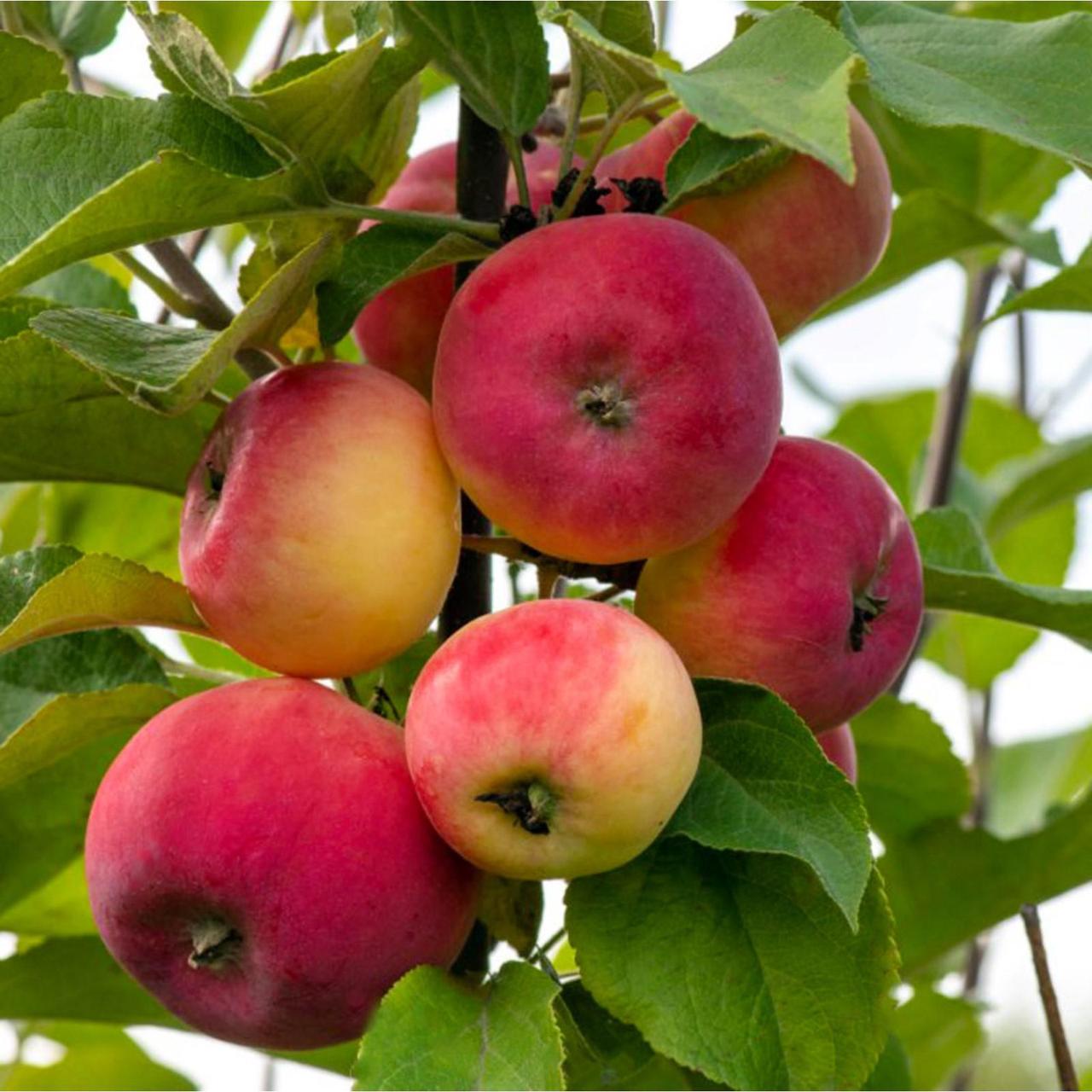 Яблоня серебряное копытце. Сорта яблони серебряное копытце фото описание. Сорта яблони серебряное копытце фото описание. Серебряное ко́пытце сорт яблок. Яблоня серебряное копытце.