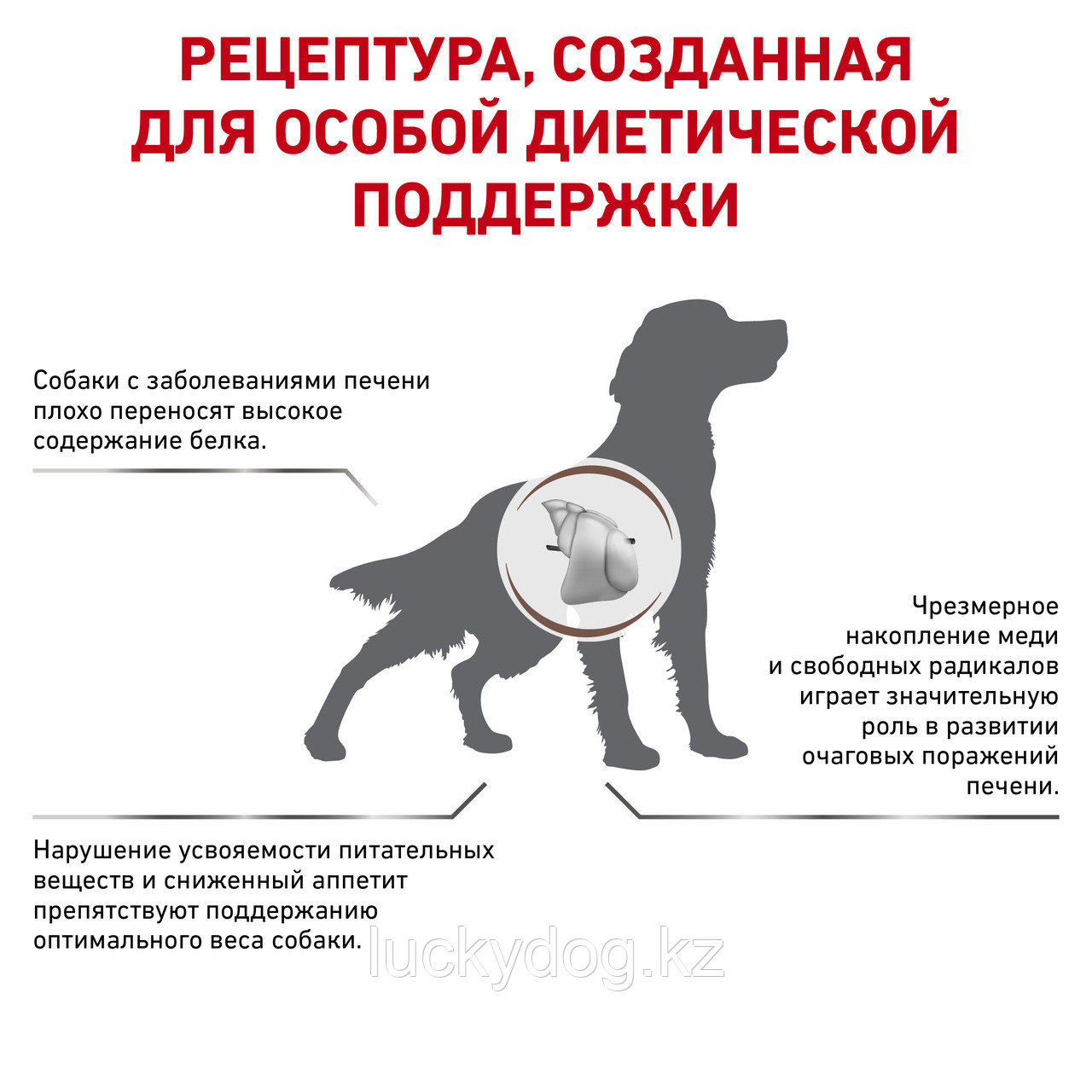 Royal Canin Hepatic (12 кг) Роял Канин сухой корм для собак при заболеваниях печени - фото 3 - id-p3539710