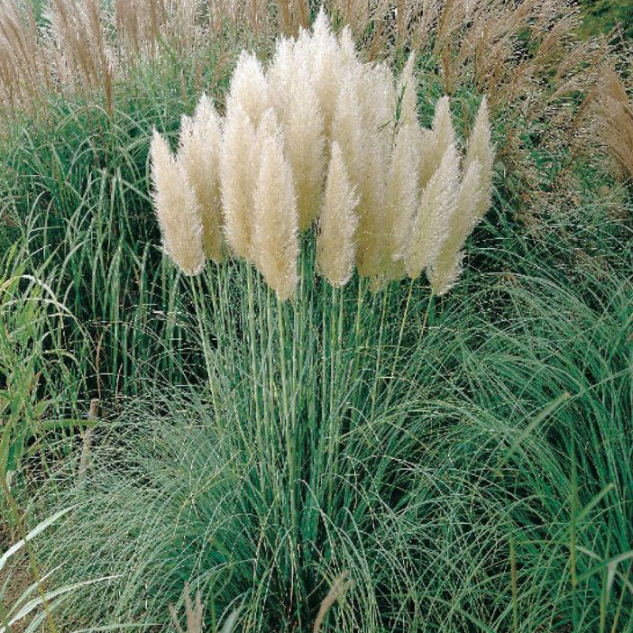 Саженцы Пампасной травы (кортадерия) "Пумила" в цветной коробке