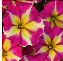 Crazytunia Pink Flamingo №579