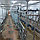 Доильные залы для коров типа Елочка 2х8 - Базовый комплект, фото 3
