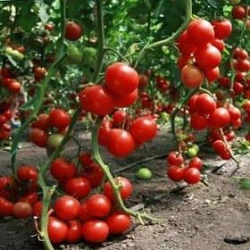 Семена томата для пленочных теплиц ВАЗИРА F1 (VAZIRA F1)