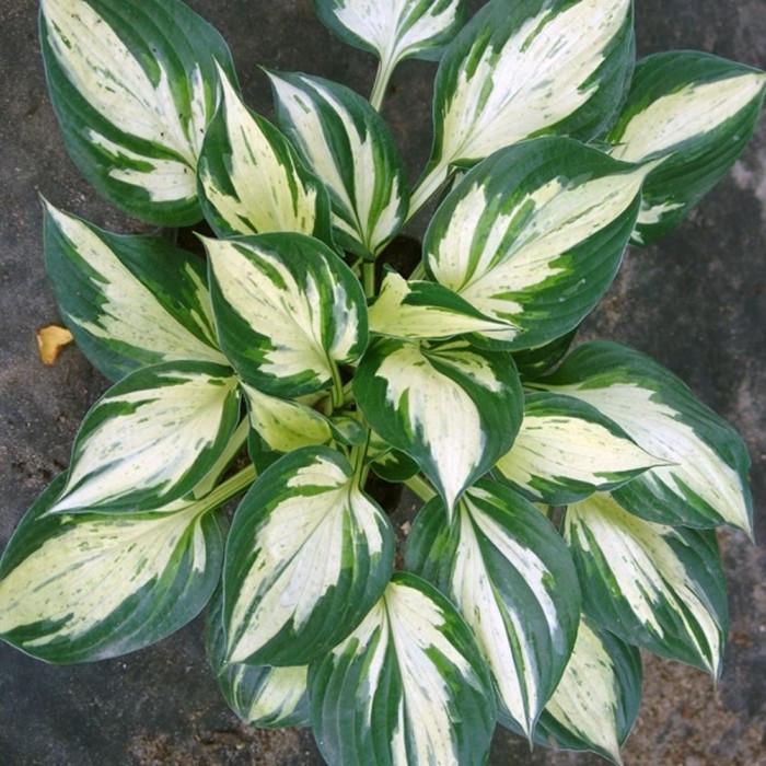 Саженцы Хосты гибридной "Пасфайндер" в цветной коробке