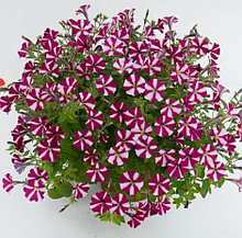 Littletunia Bicolor Illusion № 574/ подрощенное растение
