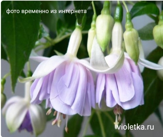 Princessa Kaya / укор.черенок, фото 1