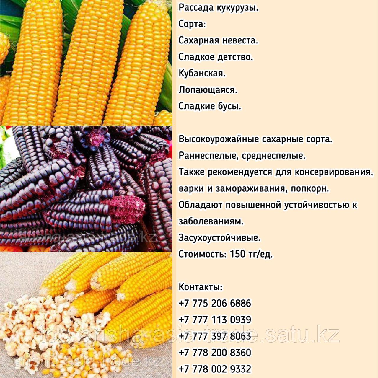 Рассада кукурузы