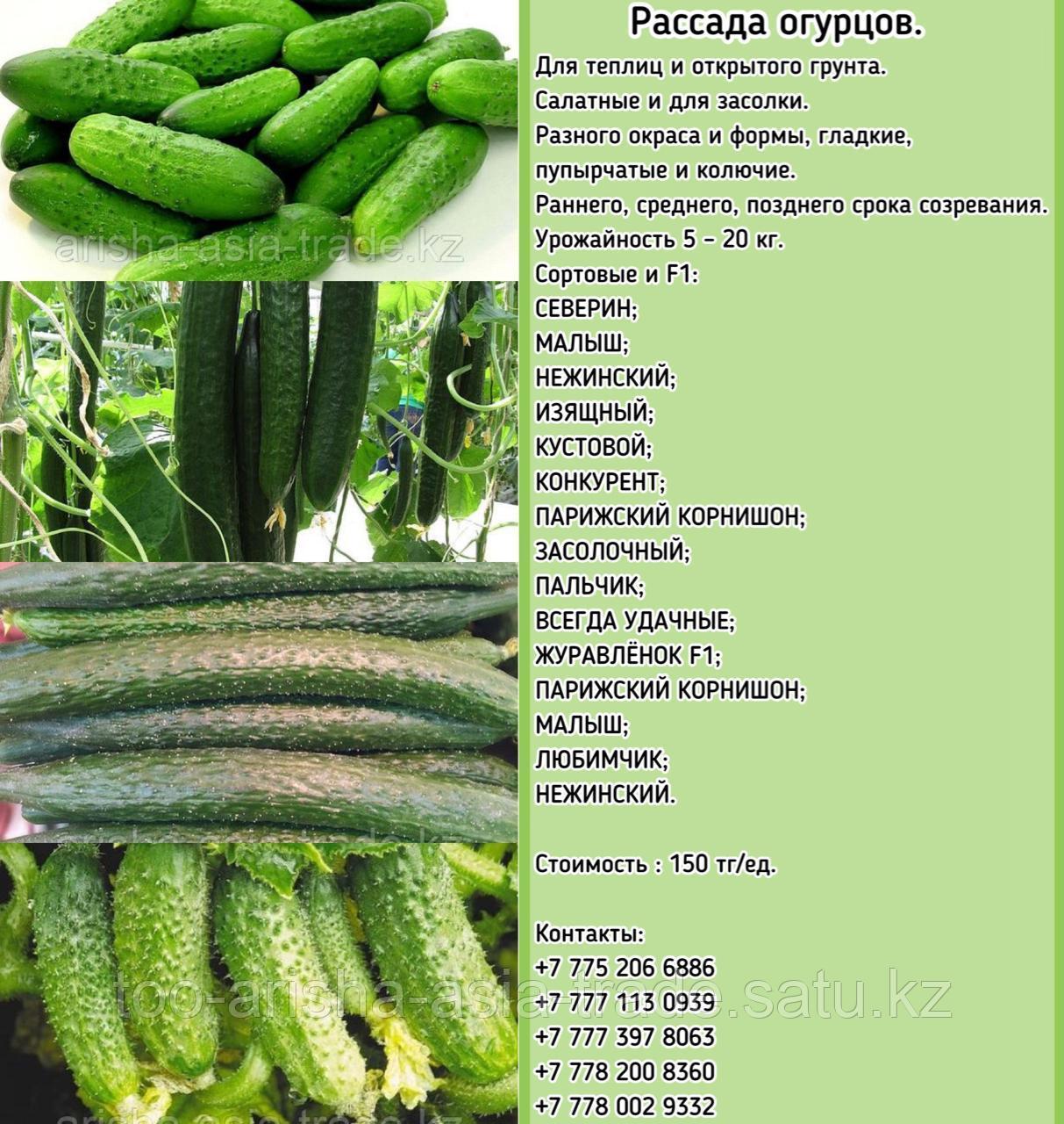 Рассада огурцов