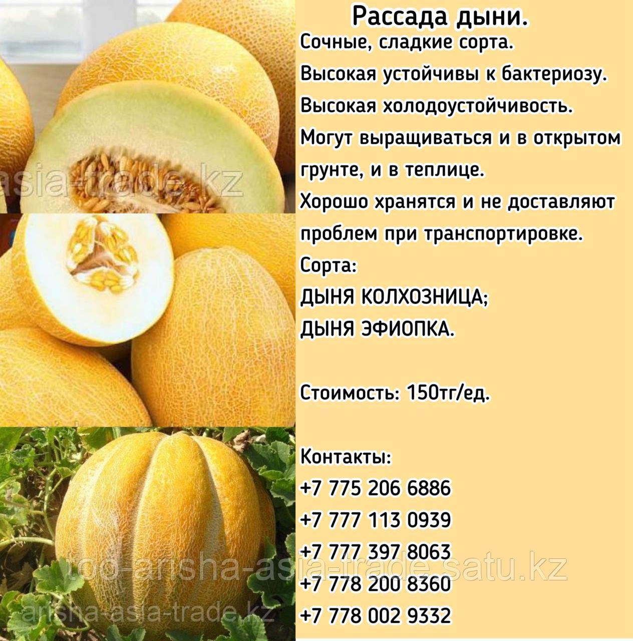Рассада дыни