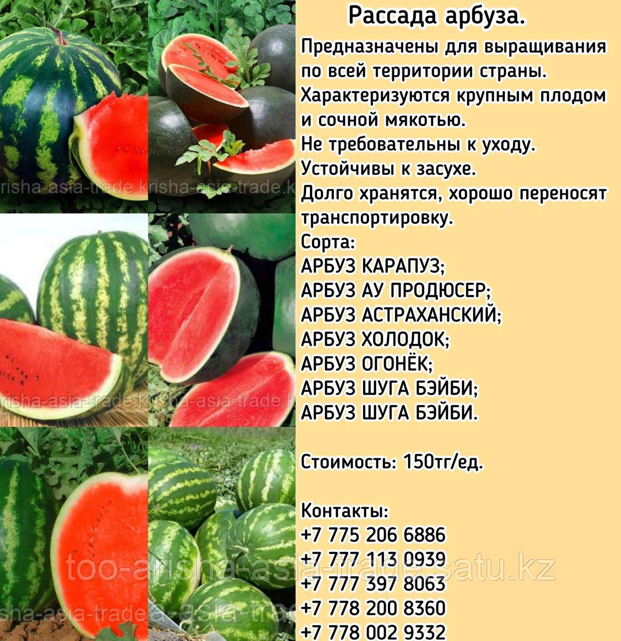 Рассада арбуза