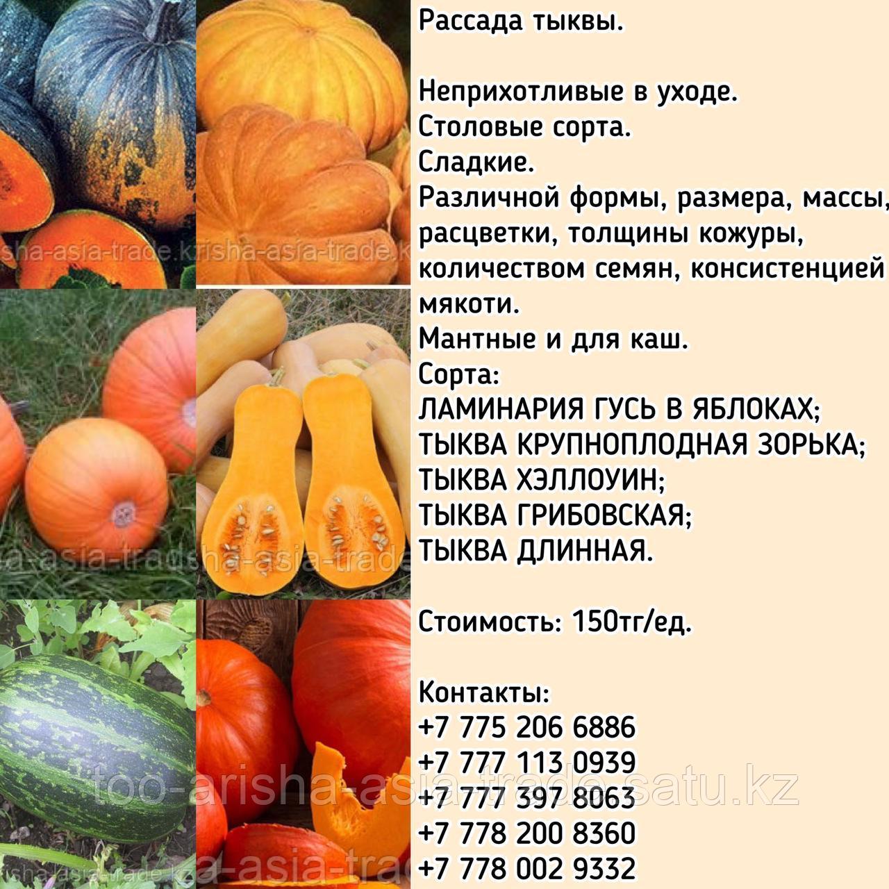 Рассада тыквы
