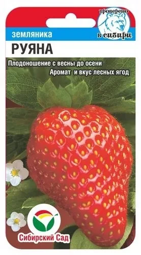 Земляника  Руяна (Сиб Сад), фото 1