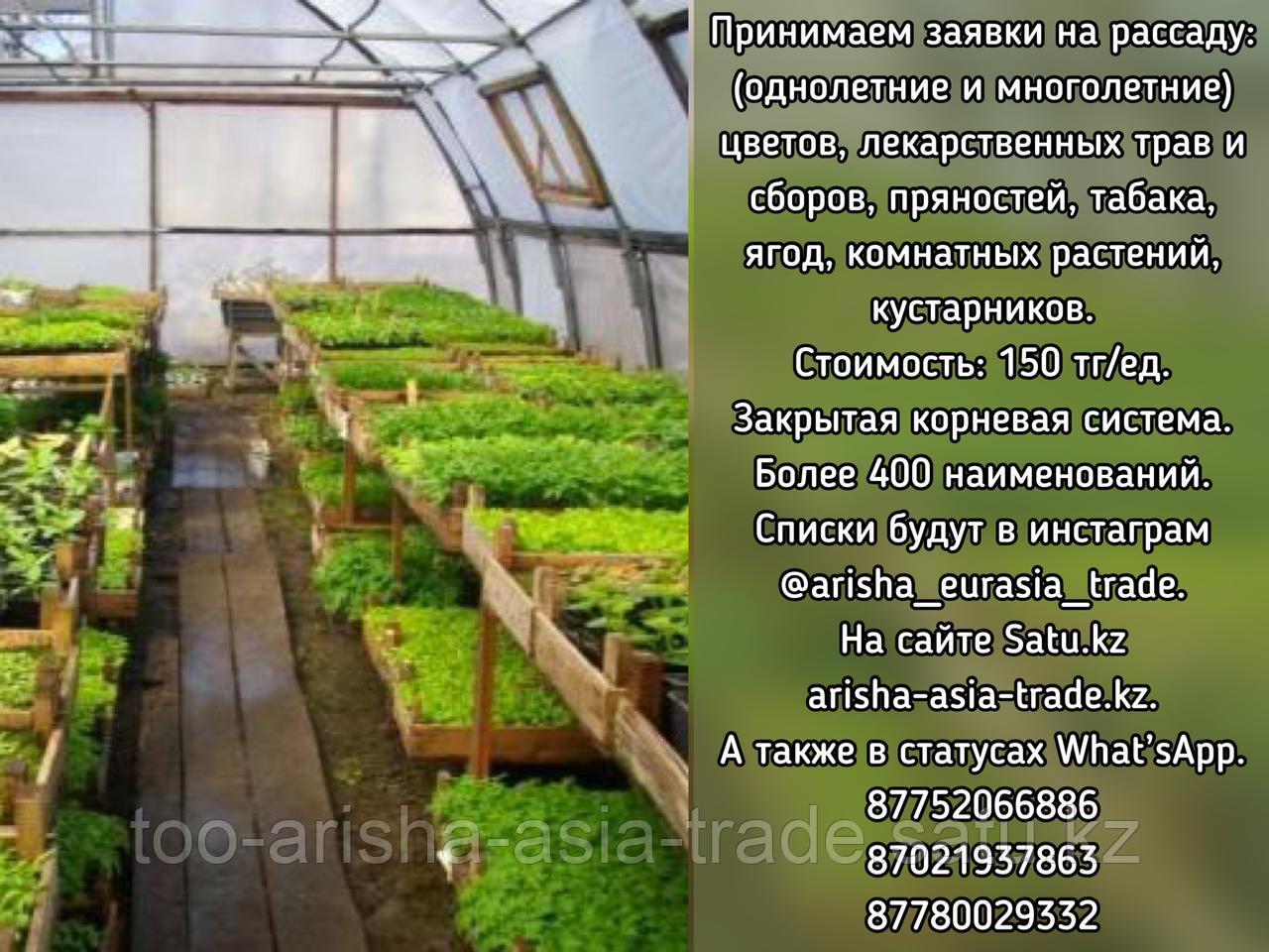 Рассада цветы, пряности, табак, лекарственных и лечебных трав, комнатных растений, кустарников, ягод, лиан