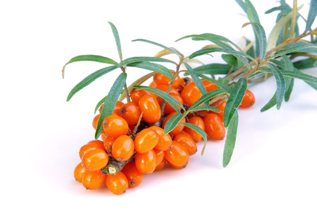 Купить саженцы облепихи в Алматы | Алтайские сорта | Доставка по Казахстану