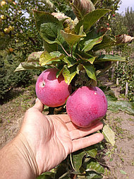 Колоновидная яблоня "Румяное веретено" (3 года)