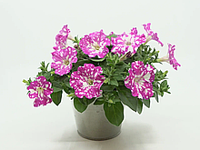 Famous Pink Sky №501/ подрощенное растение