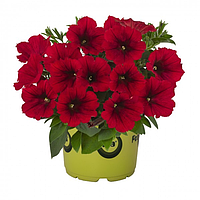 Potunia Plus Red № 546 /укор.черенок