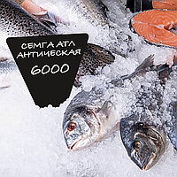 Ценник глянцевый для рыбы 120х180мм