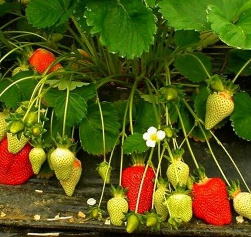 Земляника садовая / Клубника Азия