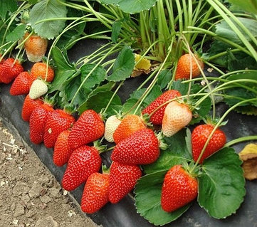 Мастурбация жасайды және сөйлеседі watch online