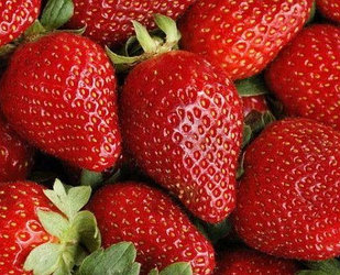 Земляника садовая / Клубника Алба