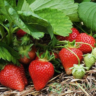Земляника садовая / Клубника Мурано