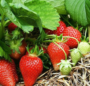 Земляника садовая / Клубника Альбион