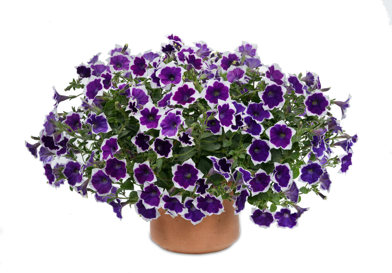Петуния вегетативная Cascadias Rim Violet молодое растение в 14 горшке