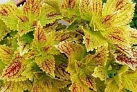 Колеус Pele/укорененный черенок