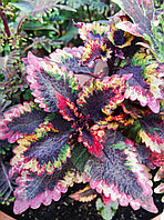 Колеус Roaring fire/срез